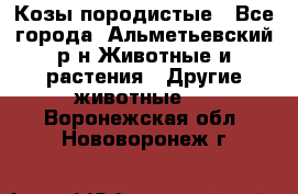 Козы породистые - Все города, Альметьевский р-н Животные и растения » Другие животные   . Воронежская обл.,Нововоронеж г.